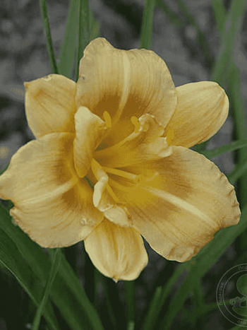 Лилейник Longfield Conchita