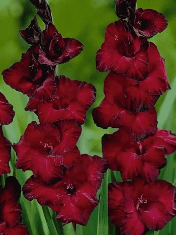 Гладиолус Black Jack
