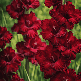 Гладиолус Black Jack