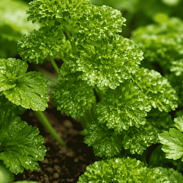 Мята Курчавая