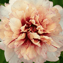 Пион ИТО All That Jazz