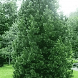 Сосна румелийская