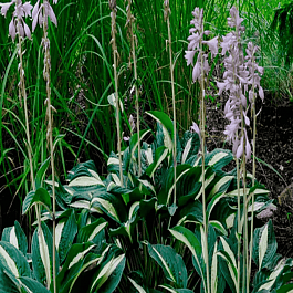 Хоста White Bikini