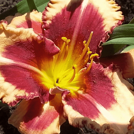 Лилейник Outstanding