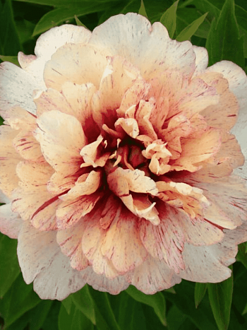 Пион ИТО All That Jazz