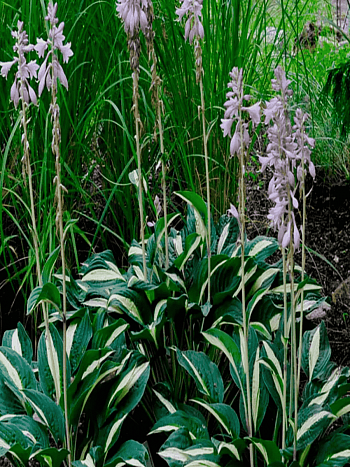 Хоста White Bikini