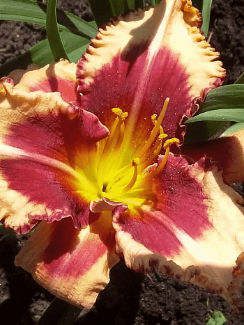 Лилейник Outstanding