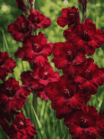 Гладиолус Black Jack