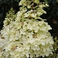 Гортензия метельчатая Petite lantern