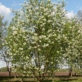 Черемуха Маака Амбер Бьюти