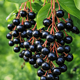 Черемуха обыкновенная