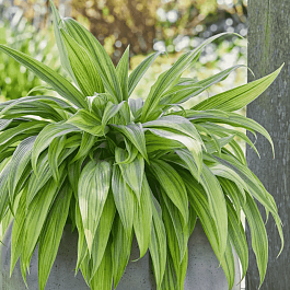 Хоста Hyuga Urajiro