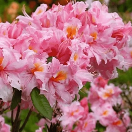 Азалия крупноцветковая Cecile