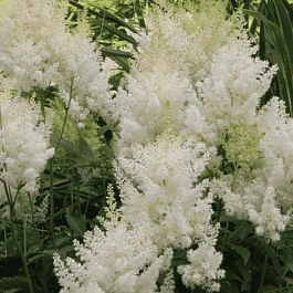 Астильба Арендса Weisse Gloria