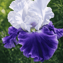 Ирис германский Snow Mound