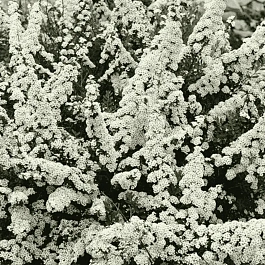 Спирея ниппонская Snowmound
