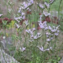 Кермек широколистный Blauer Diamant