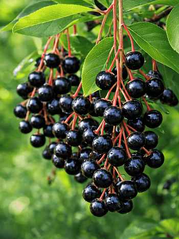 Черемуха обыкновенная