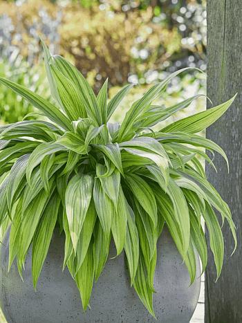 Хоста Hyuga Urajiro