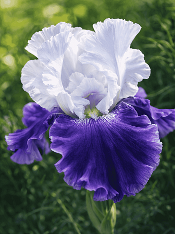 Ирис германский Snow Mound