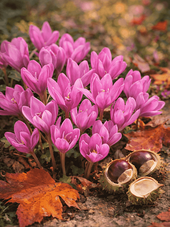 Колхикум Violet Queen