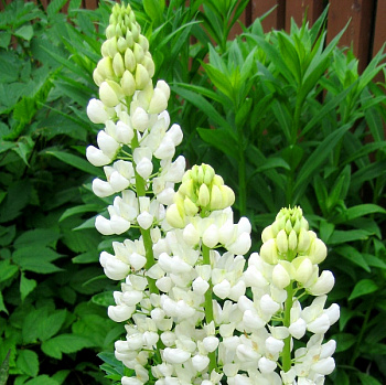 Люпин Люпини Вайт