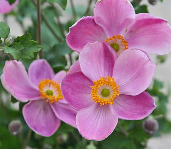 Анемона гибридная Боулс Пинк