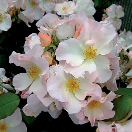 Роза мускусные гибриды Салли Холмс Роза мускусные гибриды Салли Холмс