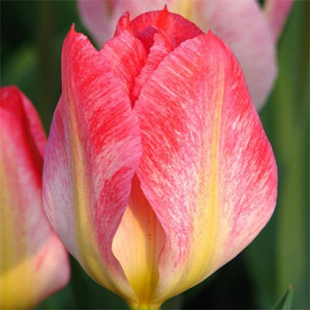Тюльпан Фостера Флейминг Пуриссим