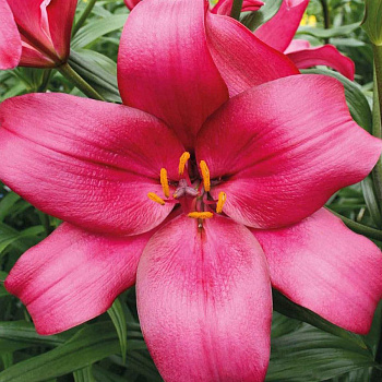 Лилия ЛА-гибрид Пепл Даймонд НАБОР 2ШТ (2+2)