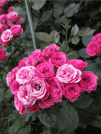 Роза спрей Cherry Folies