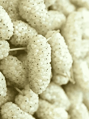 Шелковица белая Shin-Tso