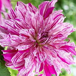 Георгина Декоративная Тайхейо