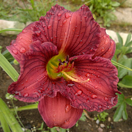 Лилейник гибридный Нoвэе ту Хайд НАБОР 2ШТ (1+1)