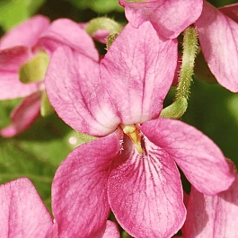 Виола душистая  Coeur D'Alsage