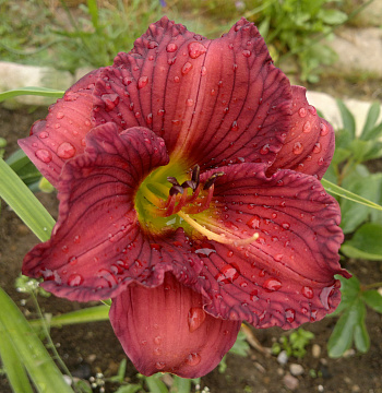 Лилейник гибридный Нoвэе ту Хайд НАБОР 2ШТ (1+1)