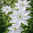 Клематис гибридный Matka Siedliska
