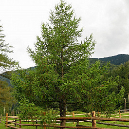 Лиственница японская