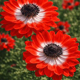 Анемона Double The Governor