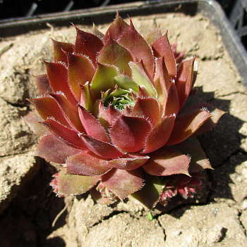 Молодило Липар