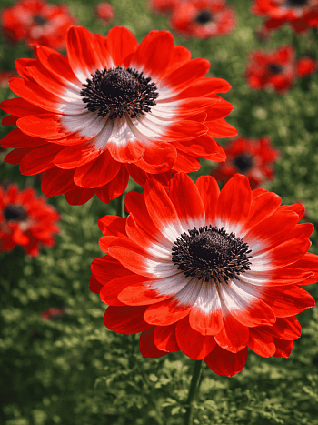 Анемона Double The Governor