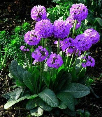 Примула (Первоцвет) мелкозубчатая Lilac