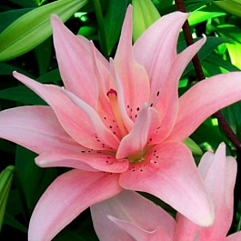 Лилия азиатская махровая Элоди