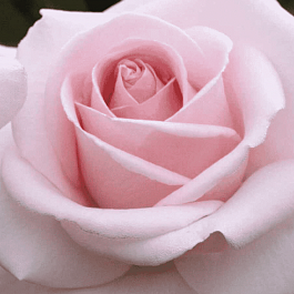 Роза чайно-гибридная Alexandre Pouchkine