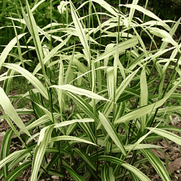 Хасмантиум  River Mist