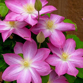 Клематис крупноцветковый Асао