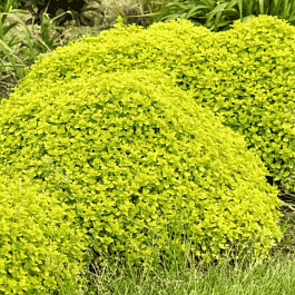 Душица обыкновенная Gold nugget