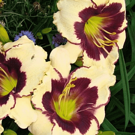 Лилейник Celebration of Angels