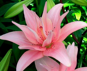 Лилия азиатская махровая Элоди