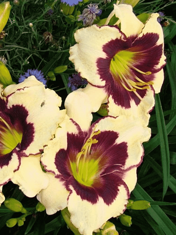 Лилейник Celebration of Angels